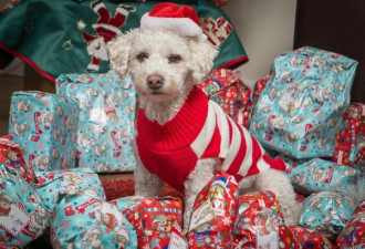女子为宠物准备万元圣诞礼物 比男友的还贵!