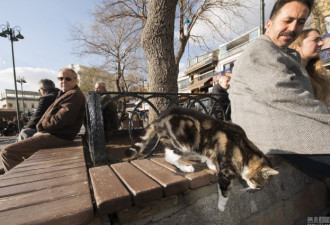 喵星人&quot;占领&quot;繁华街区 土耳其人一秒变猫奴