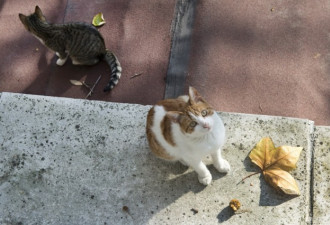 喵星人&quot;占领&quot;繁华街区 土耳其人一秒变猫奴