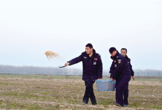 郑州向黄河湿地撒3吨玉米 帮鸟儿平安过冬