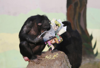 动物园的黑猩猩都在读书 你还有什么理由不努力