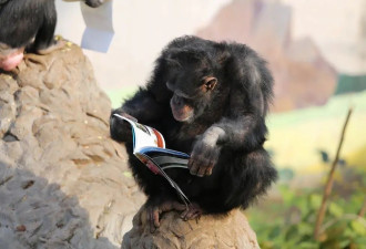 动物园的黑猩猩都在读书 你还有什么理由不努力