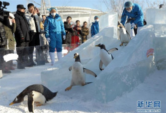 极地馆企鹅室外玩儿滑雪 东倒西歪令人捧腹大笑