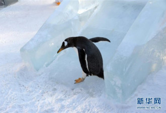 极地馆企鹅室外玩儿滑雪 东倒西歪令人捧腹大笑