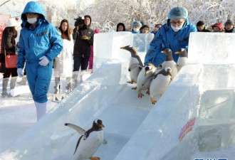 极地馆企鹅室外玩儿滑雪 东倒西歪令人捧腹大笑