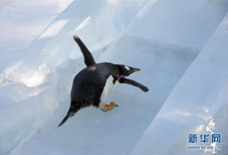 极地馆企鹅室外玩儿滑雪 东倒西歪令人捧腹大笑