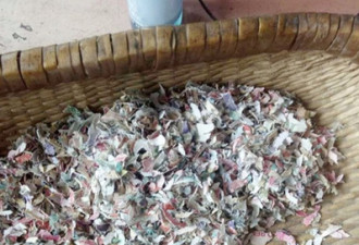 农妇2.7万血汗钱放在米缸 被老鼠咬成碎片