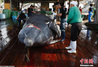 IWC通过保护鲸类宣言 日重启捕鲸案或遭否决