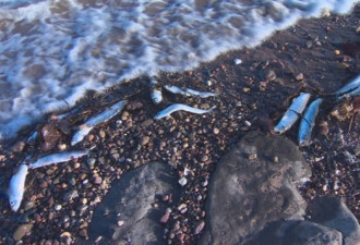 新斯科舍省海岸大量鱼虾死亡原因不明