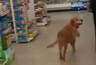 狗狗每天超市偷东西 跟踪它到家不淡定了