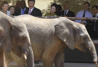 罕见！津巴布韦送中国野生动物抵债