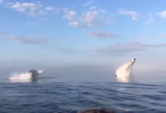 视频记录罕见三鲸连跃壮观场面