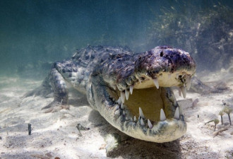 骇人的视觉冲击：大胆摄影师水下拍摄鳄鱼特写