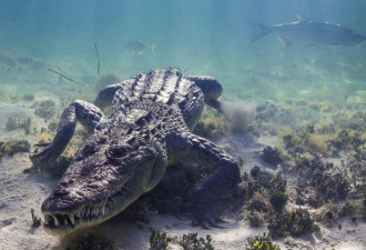 骇人的视觉冲击：大胆摄影师水下拍摄鳄鱼特写