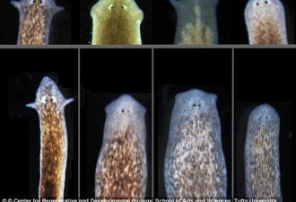 科学家重新拼接青蛙肢体：或帮人类断肢重生