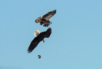 美国两秃鹰空中激战抢夺土拨鼠：高空激烈搏斗