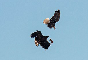 美国两秃鹰空中激战抢夺土拨鼠：高空激烈搏斗