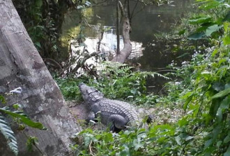 法国女游客在泰国欲与鳄鱼自拍 不幸被咬