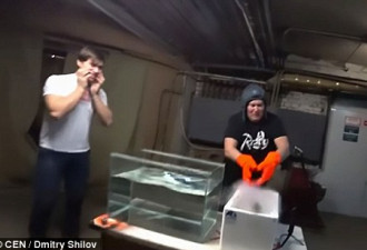 俄罗斯网友实验模拟重现鲤鱼冬眠 画面惊奇