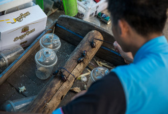 泰国北部农村盛行“斗甲虫” 赌注近万元