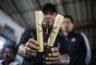 泰国北部农村盛行“斗甲虫” 赌注近万元