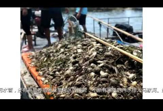 江苏万亩大闸蟹绝收 似乎是被“淹死”的？