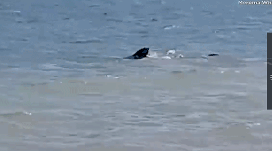 给跪了!澳洲宠物犬勇猛无比跳海追逐虎鲨