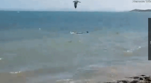 给跪了!澳洲宠物犬勇猛无比跳海追逐虎鲨