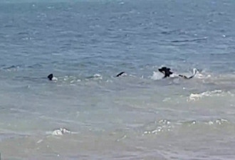 给跪了!澳洲宠物犬勇猛无比跳海追逐虎鲨