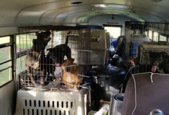 诺亚方舟！美司机飓风中救出53只狗和11只猫