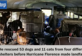 诺亚方舟！美司机飓风中救出53只狗和11只猫