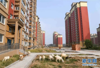 河南惠农工程成“鬼城” 损失百亿 社区放羊