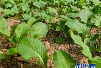 河南惠农工程成“鬼城” 损失百亿 社区放羊