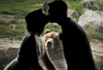 情侣正拍婚纱照 被大灰熊乱入 实力抢镜