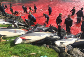法罗群岛大批海豚被渔民赶杀 鲜血染红海岸