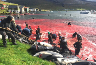 法罗群岛大批海豚被渔民赶杀 鲜血染红海岸