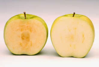 切开久放不发黑 美国已种百万棵转基因苹果
