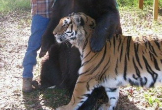 物种不同也能“相爱”：老虎狮子熊有爱相处