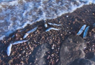 真诡异！加拿大海岸出现大量鱼虾死亡 原因不明