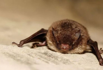 危险！西班牙今夏两人被携带狂犬病毒蝙蝠咬伤