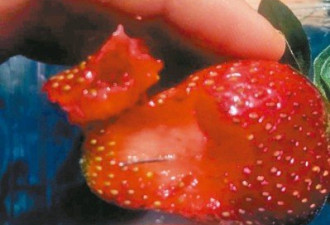 草莓藏针案超100起！澳立新法：加刑5年