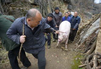 七旬老汉养出500斤“年猪王” 猪肉自留不卖