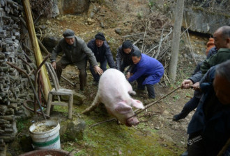 七旬老汉养出500斤“年猪王” 猪肉自留不卖