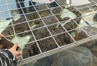 陕西一超市卖2米长的活鳄鱼给人吃 网民炸锅