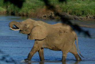 津巴布韦确认向中国出口35头非洲象:为筹措资金