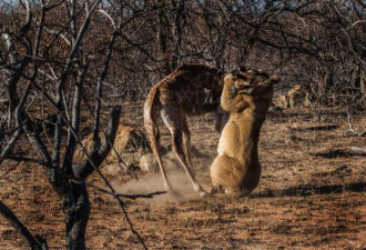 实拍:小长颈鹿和狮群绝望搏斗2小时被咬死