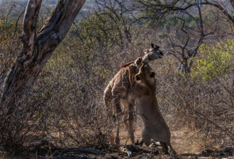 实拍:小长颈鹿和狮群绝望搏斗2小时被咬死