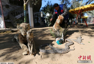 动物园这样处理饿死动物:做成干尸变儿童玩具