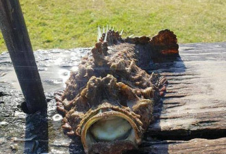 澳洲海滩惊现一只怪物鱼 看起像石头剧毒无比