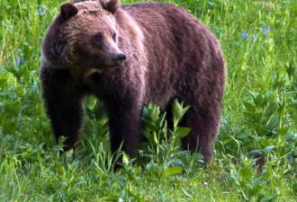 保护黄石周边灰熊 美法官拒绝将其移出濒危名单